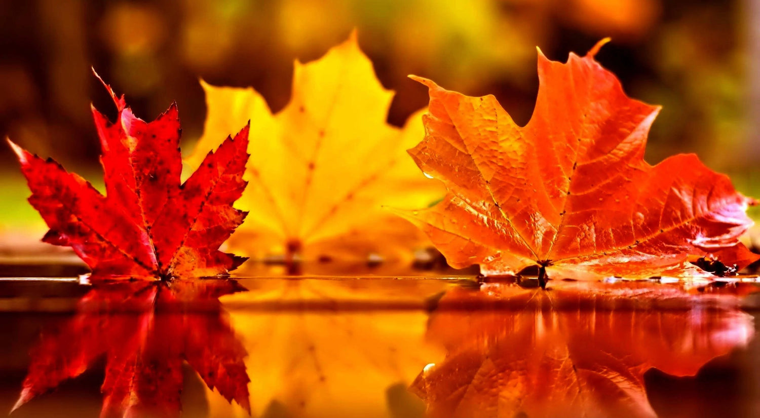 Autumn
